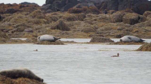A full shot of several wild harbor seals (Phoca vitulina), also known as common seals, resting and sunbathing on beds of golden-brown seaweed and rocks at the coastline of Iceland, with calm blue wate