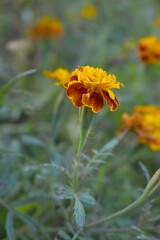 Red french marigold flower blossom in garden, red french Mari Gold flowers for decorate garden, Close up of beautiful small marigold flower in garden. Marigold flowers bloom in nature