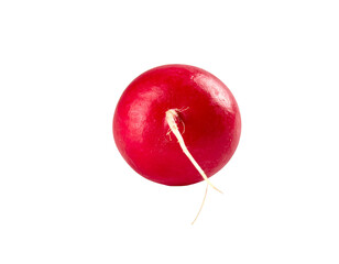 Bright red root vegetable with a thin white taproot against a black background