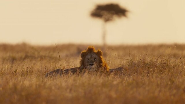 Male lion lying in high grass in African savannah sunset