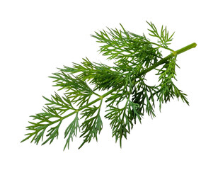 Vibrant green herb sprig with feathery leaves, isolated on black