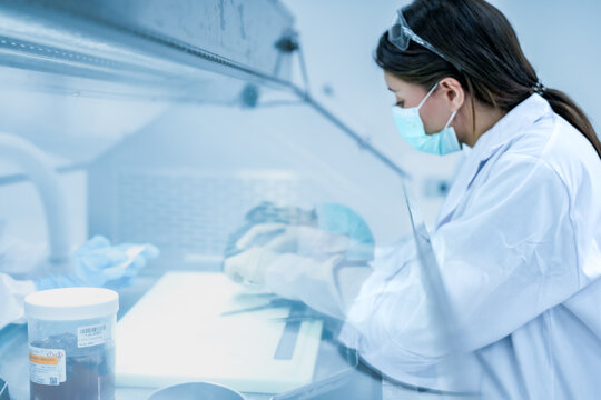 Scientist working inside laminar flow biosafety cabinet. female using tweezers to process biological sample securely onsite. Scientist preparing histology sample for cancer diagnosis in sterile lab.