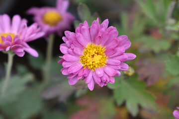 Fototapeta premium Beautiful Pink chrysanthemum flowers closeup in the winter garden, Closeup of Chrysanthemum flower, Field of the Pink Chrysanthemum, Beautiful Pink flower blooming in nature.