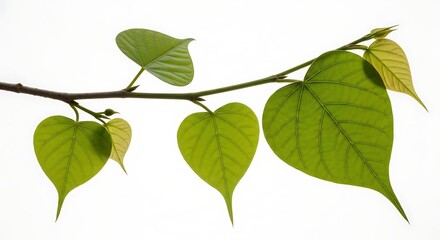 Naklejka premium Green leaves on a branch isolated on white background with natural beauty
