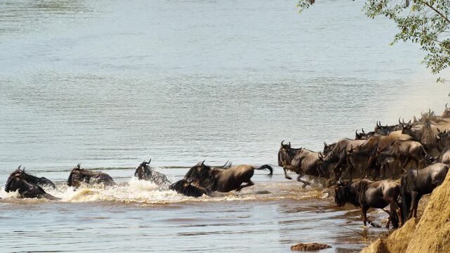 Annual Great Migration: herd of wildebeest crossing Mara River in African savannah