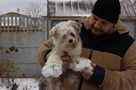 A dog with snow stuck to its paws after a walk. A man holds a fluffy dog, carefully removing nasty snowballs and ice from the fur of its paws after playing outside in cold weather.