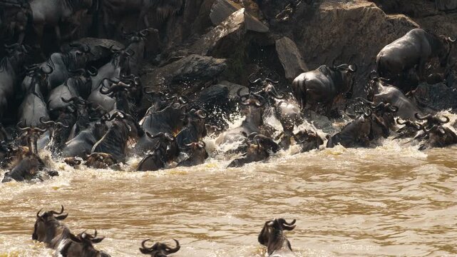 Annual Great Migration: herd of wildebeest crossing Mara River in African savannah
