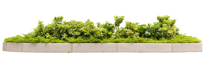Obraz premium Plants are arranged in a neat line on a curved white surface. The green foliage shows different sizes and shapes, typical of a landscaped area. This setup suggests outdoor design or gardening