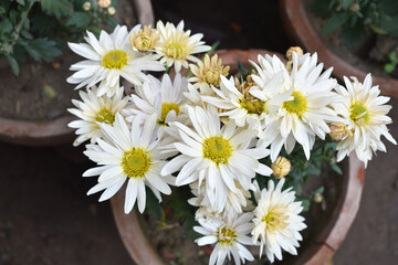 Obraz premium Beautiful white chrysanthemum flowers closeup in the winter garden, Closeup of Chrysanthemum flower, Field of the white Chrysanthemum, Beautiful white flower blooming in nature.