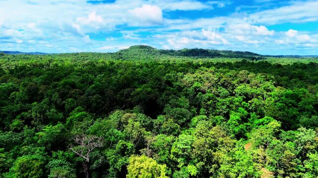 Aerial drone view of dense Amazon rainforest canopy with rolling clouds, rich biodiversity and lush greenery, highlighting climate conservation and untouched ecosystem, captured July 2024