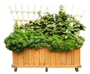 A wooden planter box holds a thick growth of green leaves and herbs. A white trellis stands behind...