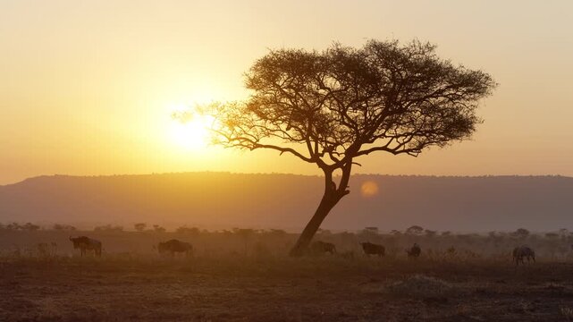 Beautiful sunrise on African savannah