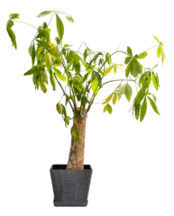 Fototapete Toilette A potted plant stands with green leaves extending from its trunk. It is set on a transparent background, focusing on its shape and form. This plant can enhance any indoor space  © Creative_Bird