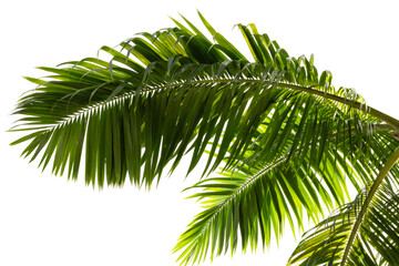 Naklejka premium Bright green palm leaves are shown against a transparent background. The leaves extend outwards, showcasing their shape and structure. The scene highlights natural elements with clear details