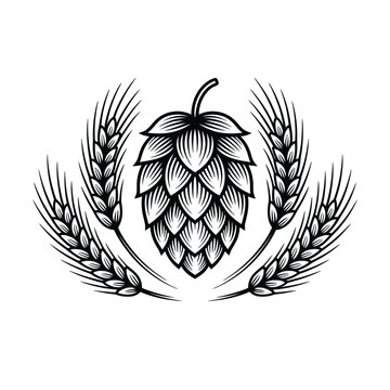 Vintage illustration of hops with wheat stalks in black and white