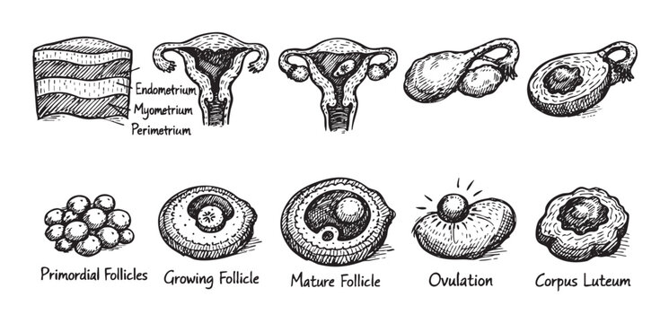 Hand drawn illustration of the female reproductive system and ovarian cycle stages, perfect for medical or educational purposes.