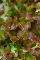 Fresh red Oak lettuce salad plant in garden.