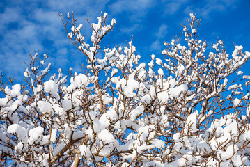 magnolia bush in winter with snow covered twigs, blue sky with fleecy clouds