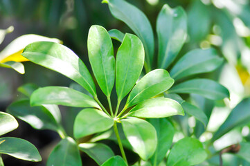 Octopus tree, Schefflera actinophylla or Schefflera actinophylla Endl Harms or Umbrella tree or ARALIACEAE