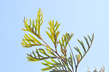 Grevillea robusta, Silky oak or Australian silver oak or Silk Oak or Silky Oak and sky