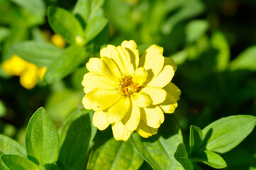 Zinnia violacea Cav, Z violacea or Plantae, Asteraceae or Magnoliopsida or Zinnia violacea or yellow flower
