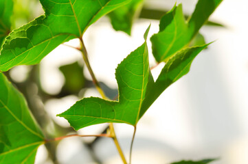 maple leaf, maple leaves or green leaf or Acer saccharum Marsh