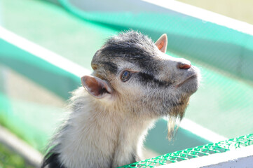 Miniature Goat, Pygmy Goat or Mini Pygmy Goat or little goat
