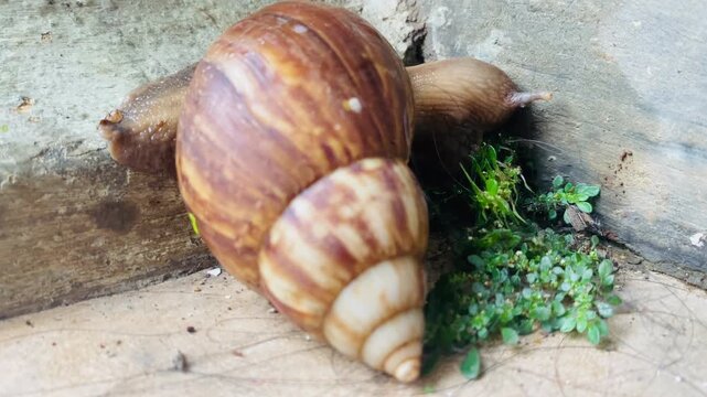 Brown garden snail or cornu aspersa