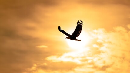 Obraz premium Majestic eagle silhouette soars against a brilliant golden sunset sky landscape image