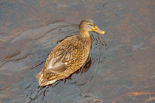 Top View of Female Mallard Duck Swimming in River Sweden Autumn