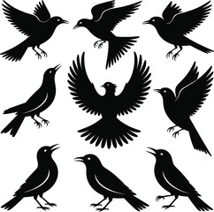 Black birds in flight and perched poses, silhouette vector collection for nature, wildlife, crow, raven, and birdwatching design