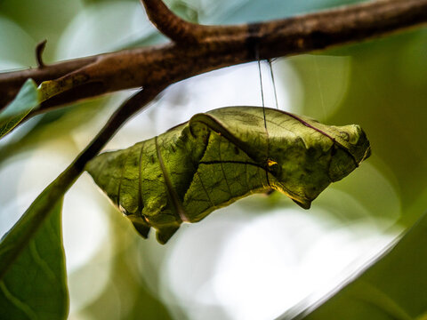 Golden birdwing butterfly has just emerged from her chrysalis