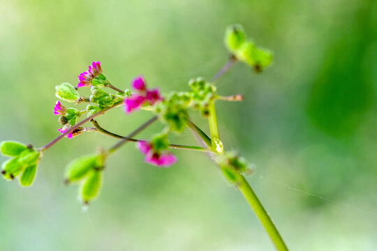 Purple flowers and seed pods of Red Spiderling weed plant