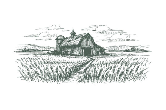 Detailed woodcut vector illustration of a classic farmhouse and barn in a vast wheat field, vintage etching style rural countryside landscape.