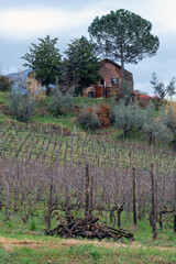 Vigna in inverno con casolare