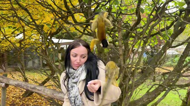 Visitor shares moment with primate in fall environment. Smiling woman gently feeds squirrel monkey amidst autumn scenery