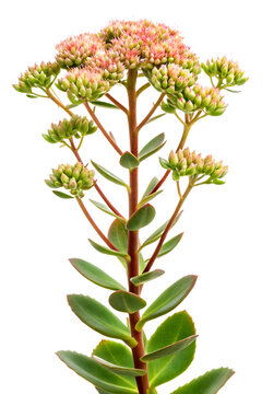 Pink Hylotelephium telephium or Sedum telephium flowers on transparent background