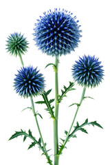 Fototapeta premium Blue Globe Thistle Echinops flowers on transparent background 