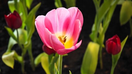 Obraz premium Tulip bulbs blooming in yellow, pink, purple, and red.