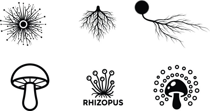 Black and white illustrations of various fungal structures and spores  mycology
