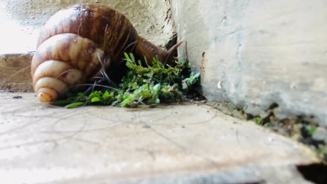 Brown garden snail or cornu aspersa