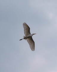White egret flying in the clear blue sky with wings spread