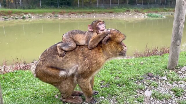 Primates exhibiting nurturing and protective behaviors. Mother monkey gently carries baby amidst peaceful natural surroundings