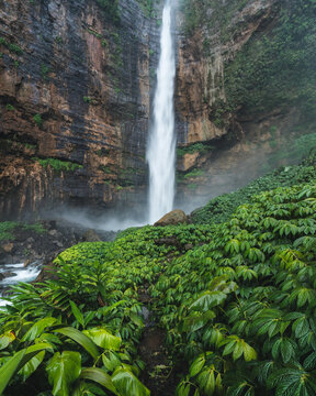 Aerial view of the dramatic waterfall cascading down the rugged cliffs, embraced by the vibrant green vegetation, creating a mesmerizing contrast, Probolinggo, Jawa Timur, Indonesia.