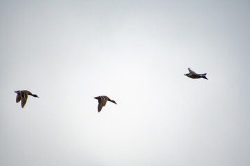Fototapeta premium Three male Mallard Ducks in flight.