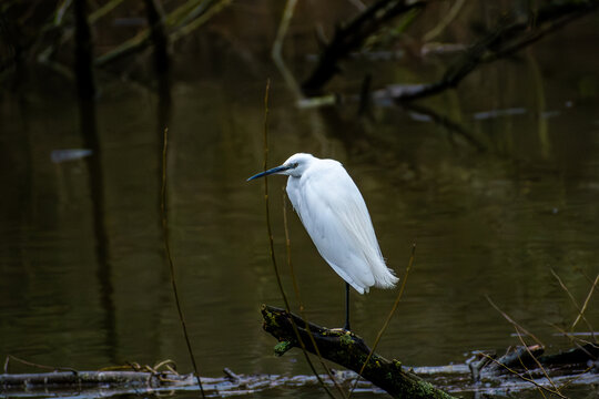 A Little Egret perched on a tree branch at a local pond.