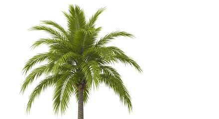 Obraz premium Green palm tree isolated on transparent background