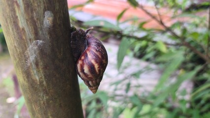 Close-up of a garden snail with a brown shell climbing on a green bamboo pole in a lush garden. © Aliioss