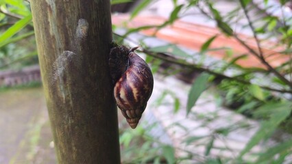 Close-up of a garden snail with a brown shell climbing on a green bamboo pole in a lush garden. © Aliioss