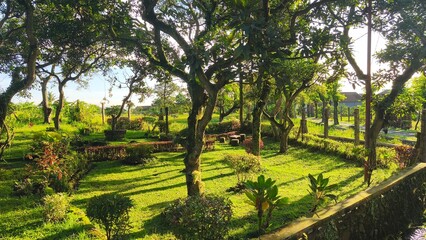 Obraz premium Morning sunlight casting long shadows across a lush green lawn in a beautiful tropical park.